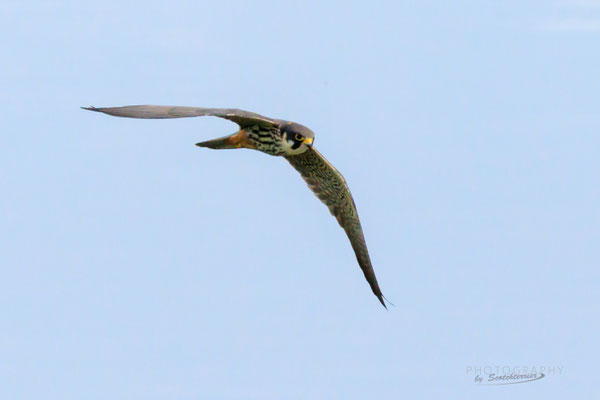 Baumfalke (Vilstalsee, Foto: Norbert Geisberger) 