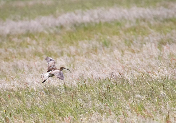 Großer Brachvogel (Foto: Fred Gruber)