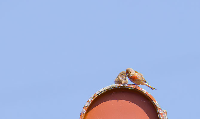 Bluthänfling Männchen mit Jungvogel (Foto: Fred Gruber)