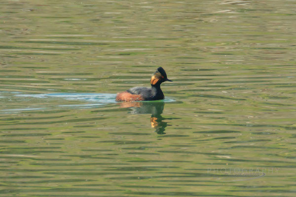 Schwarzhalstaucher am Vilstalsee (Foto: Norbert Geisberger).