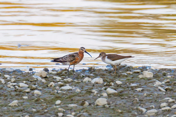 18. Juli, Sichelstrandläufer und Flussuferläufer Stausee  Dingolfing (Foto: Norbert Geisberger)