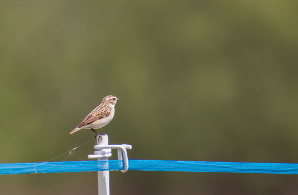 Braunkehlchen, weiblich (Foto: Fred Gruber)