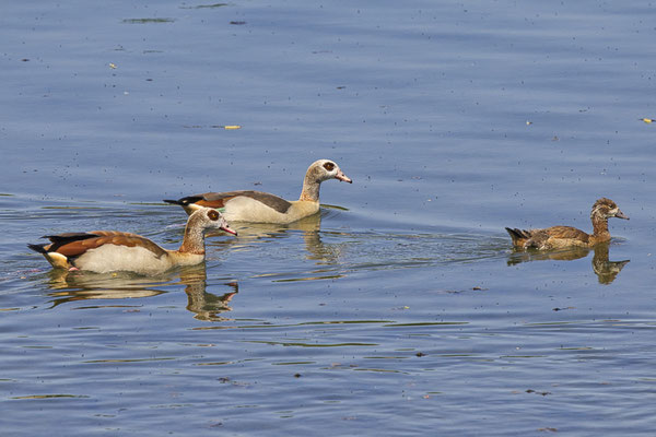 Nilganspaar mit Jungvogel (Foto: Joachim Aschenbrenner)