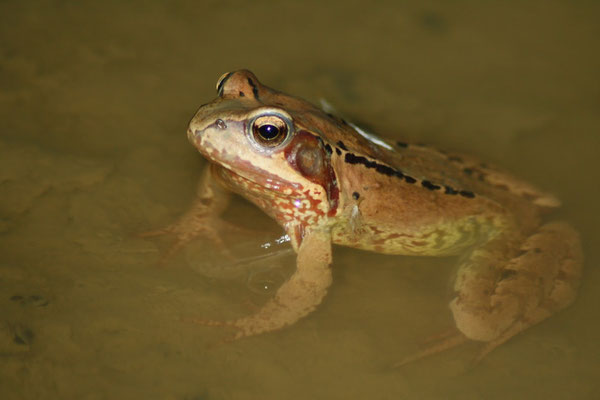 Grasfrosch (Foto: B. Pellkofer)