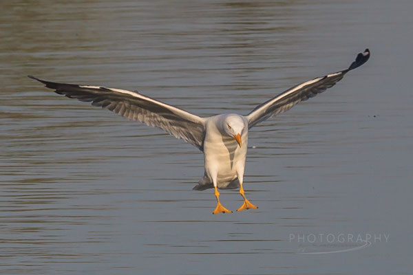 Mittelmeermöwe (Foto: Norbert Geisberger).