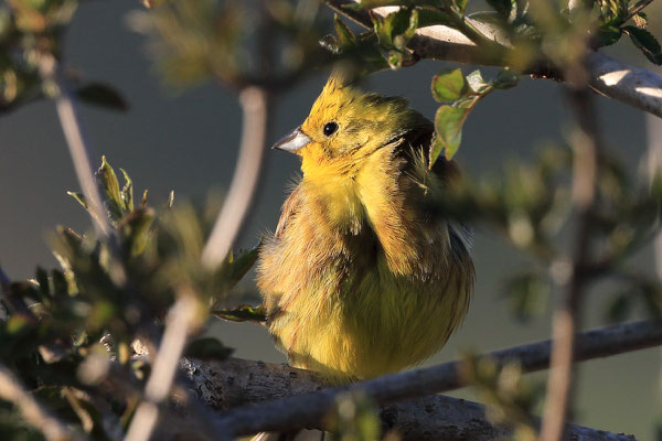 Goldammer (Foto: Joachim Aschenbrenner).