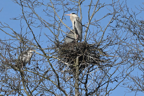 31. März: die Graureiher haben ihren Nistplatz an der Vils bezogen (Foto: Dr. Siegfried Lechner). 