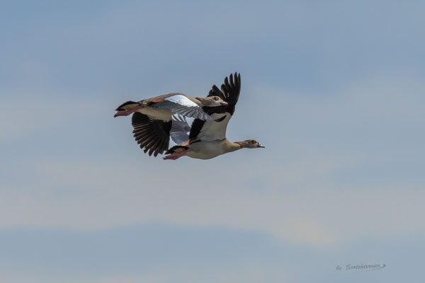 Nilgänse (Foto: Norbert Geisberger)