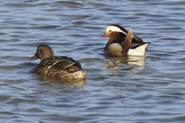 Mandarinente (Erpel) am Dingolfinger Stausee (Foto: Norbert Geisberger)