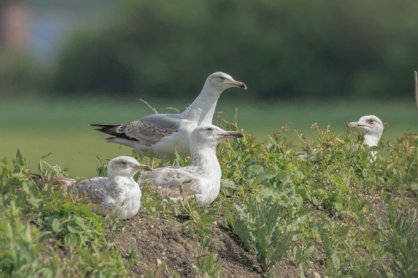 Mittelmeermöwen (Foto: Norbert Geisberger)