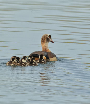 Nilgans mit 8 Küken (Foto: Norbert Geisberger)