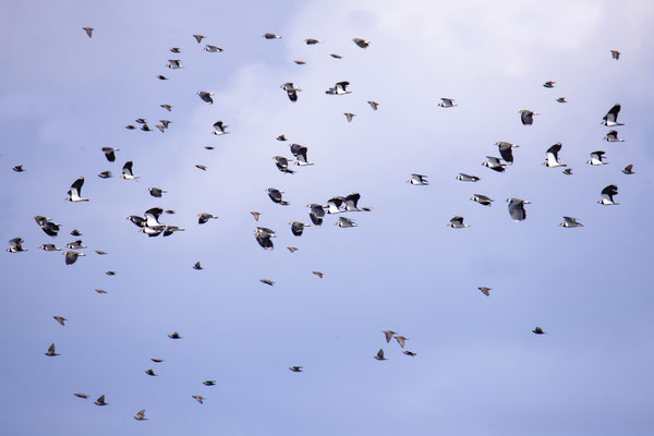 Großer Trupp Kiebitze im Königsauer Moos (Foto: Fred Gruber)