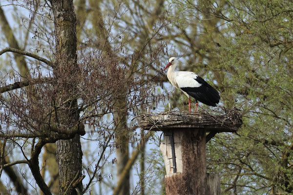 LBV Storchennest im NSG Vilstal (Foto: Norbert Geisberger)