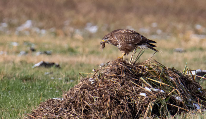 Mäusebussard bei der "Arbeit" (Foto: Fred Gruber).