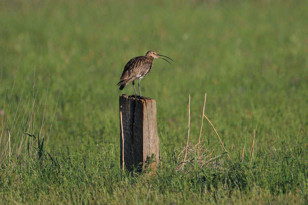 Großer Brachvogel (Foto: Joachim Aschenbrenner)