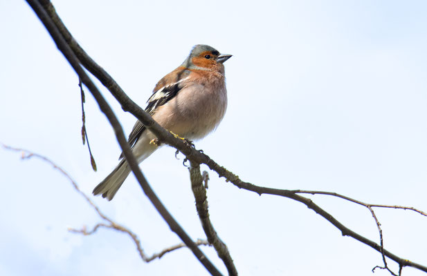 Buchfink (Foto: Fred Gruber)