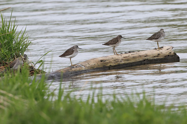 04.05.21: 5 Bruchwasserläufer am Vilstalsee (Foto: Joachim Aschenbrenner)