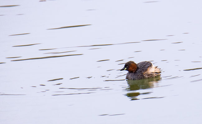 Zwergtaucher (Foto: Fred Gruber)