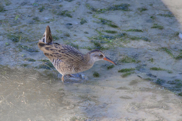 Wasserralle an der Teisbacher Isarbrücke (Foto: Norbert Geisberger)