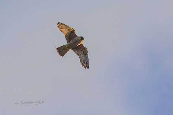 Wanderfalke im Jugendkleid, Kiesabbaugebiet Mamming (Foto: Norbert Geisberger)