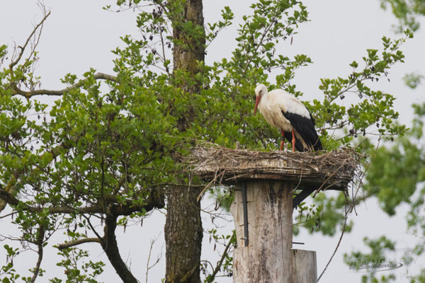 Weißstorch an LBV Nisthilfe (Foto: Norbert Geisberger)