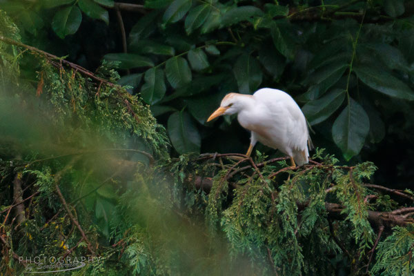 Kuhreiher im Mamminger Brennenbereich (Foto: Norbert Geisberger)
