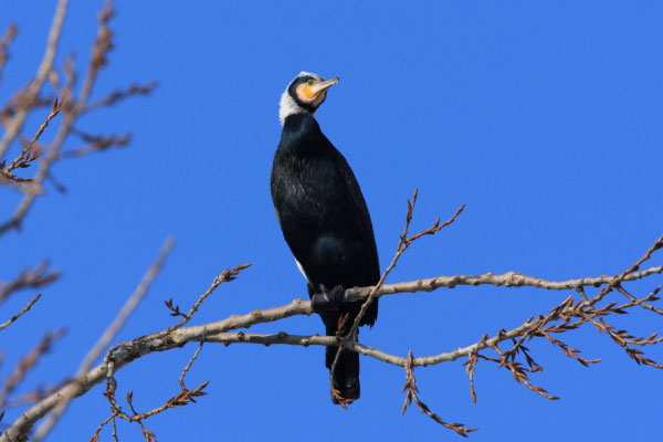 Kormoran im Prachtkleid (Foto: Joachim Aschenbrenner)