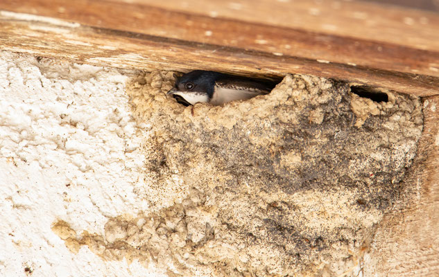 Mehlschwalbe im Nest (Foto: Fred Gruber)