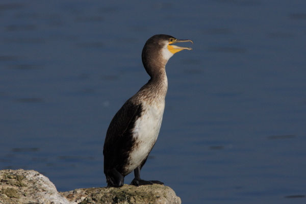 Kormoran Jungvogel (Foto: Michael Herzig)