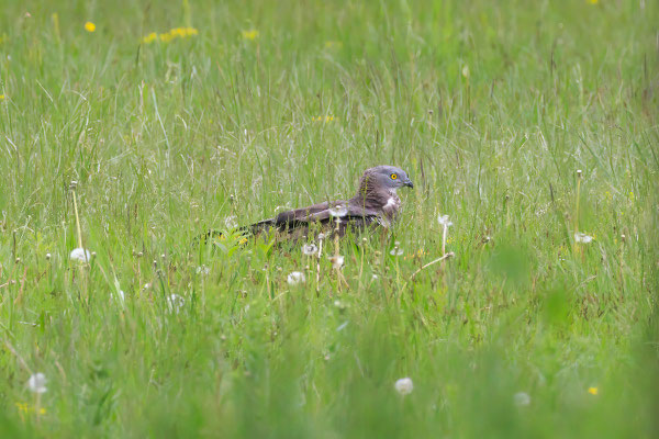 Wespenbussard (Foto: Norbert Geisberger)