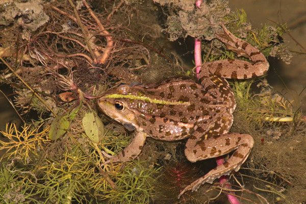 Der Seefrosch, ebenfalls neu in der Kiesgrube, eine invasive und nicht gern gesehene Amphibienart (Foto: B. Pellkofer)