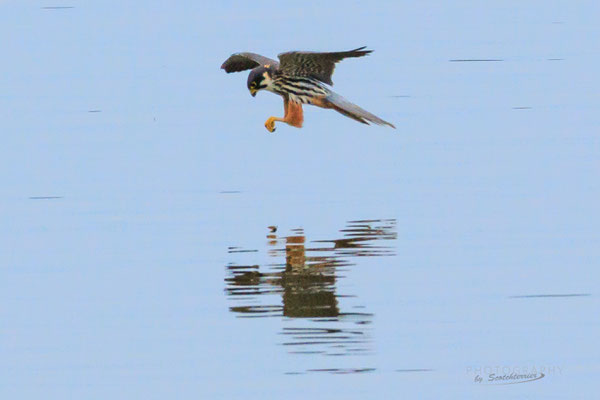 Baumfalke (Vilstalsee, Foto: Norbert Geisberger) 