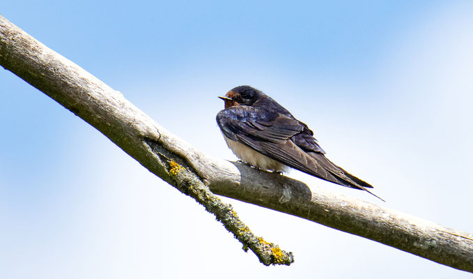 Rauchschwalbe (Foto: Fred Gruber)