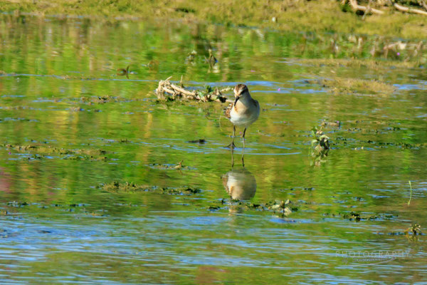 Zwergstrandläufer (Foto: Norbert Geisberger)