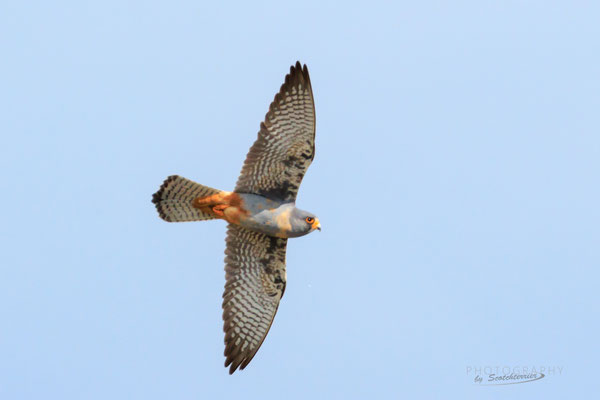 Rotfußfalke (Foto: Norbert Geisberger)