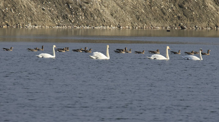 Blässgänse im Kiesabbaugebiet Mamming (Foto: Norbert Geisberger)