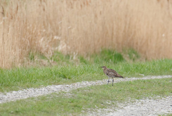 Ein alter Bekannter, Großer Brachvogel mit kurzem Schnabel (Foto: Fred Gruber)