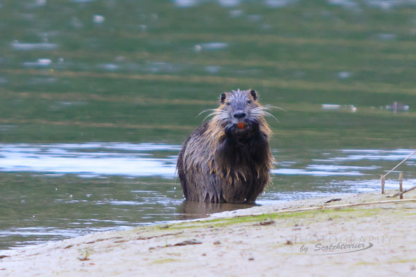 Nutria (Foto: Norbert Geisberger)