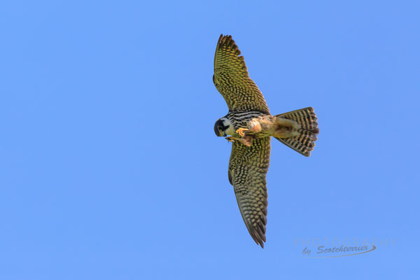 Baumfalke bei der Insektenjagd (Foto: Norbert Geisberger)