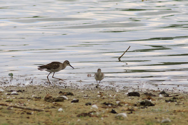 Bruchwasserläufer (links), Kiesabbaugebiet Mamming. (Foto: Norbert Geisberger)