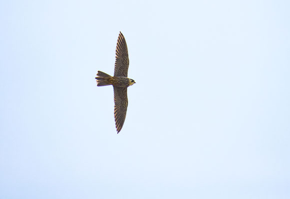 Baumfalke am Vilstalsee (Foto: Fred Gruber)