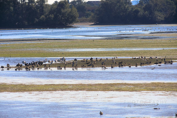 Niedrigwasser im Dingolfinger Stausee (Foto: Norbert Geisberger)