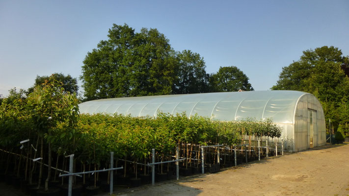 Obst im Topf C10 Busch und Halbstamm   www.funke-pflanzen.de