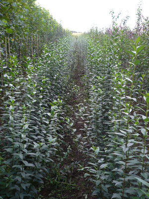 Ligusterheckenpflanzen  (Ligustrum vulgare Atrovierens)