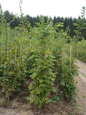 Carpinus Heckenpflanzen  2xv Ballenpflanzen 175/200