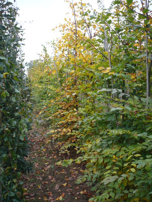 Carpinus betulus  3xv mB Heckenpflanzen 