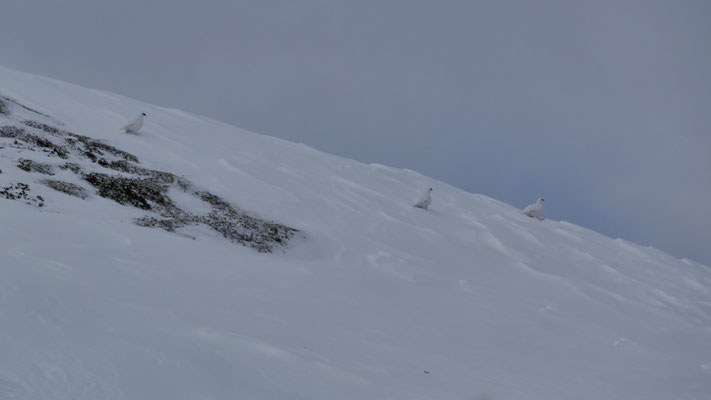 ... ein paar Schneehühner auf
