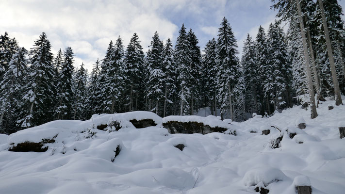 ab 1.400m auch im Wald üppige Schneelage