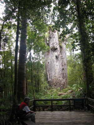 Kauri Baum