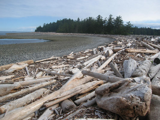 Treibholz am Strand von Rebecca Spit (Quadra Island)